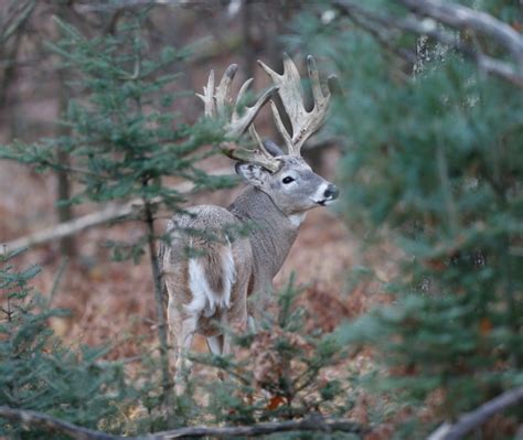 Apple Creek Whitetails Whitetail Deer Pictures Whitetail Deer