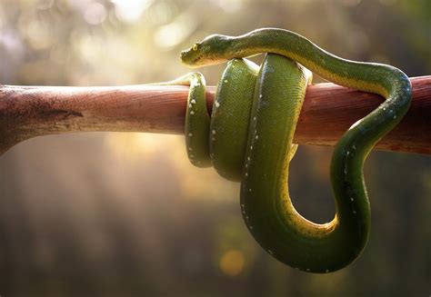 Download Tree Python Depth Of Field Reptile Snake Animal Python Hd