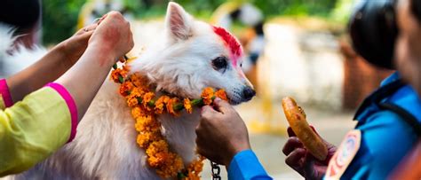 Dog Festival The Lucky Dogs Of Nepal The Inside Scoop