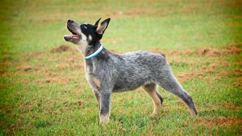Browse 761 blue heeler dogs stock photos and images available, or start a new search to explore more stock photos and images. Are Blue Heeler dogs good pets?