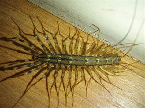 Indoorbasement Centipede Jason Morris Flickr