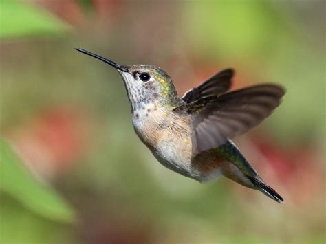 Calliope Hummingbird Celebrate Urban Birds