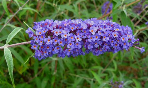 Impara i nomi dei fiori in italiano. Nomi di fiori viola - Significato fiori - Nomi di fiori viola - significato