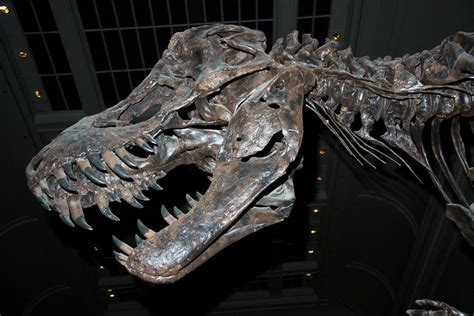 National Museum Of Natural History Dinosaur Exhibit 24 Jan Flickr