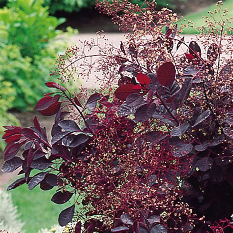 Weather, growing conditions, genetics, disease and a variety of other factors can cause a tree to grow. Cotinus coggygria Royal Purple | Mirror Garden