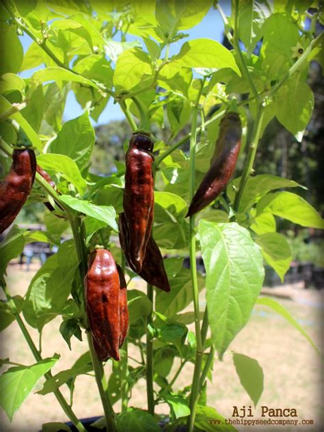 Aji Panca Chilli Seeds From The Hippy Seed Company
