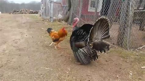 Turkey Vs Chicken Gone Wrong Gone Sexual Youtube