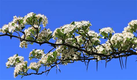 Beautiful Blooms Of The Hawthorn Hide Thorns That Give The Tree Its