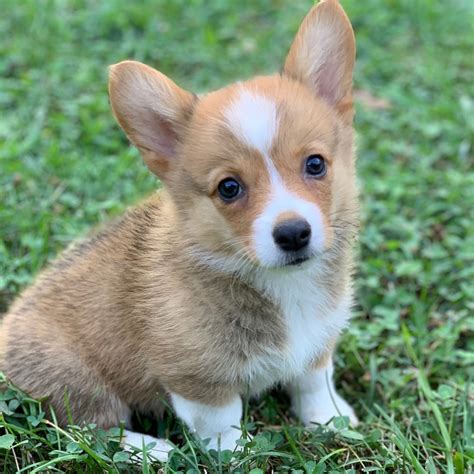 Discover more about our pembroke welsh corgi puppies for sale below! PEMBROKE WELSH CORGI | MALE | ID:4762-KK - Central Park ...