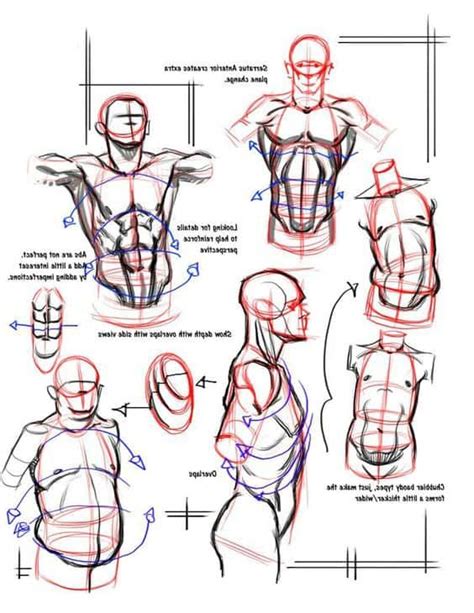 77723295 these pictures of this page are about:male upper torso diagram. male bodies | Guy drawing, Anatomy drawing, Drawing tutorial