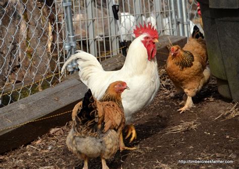 Many areas ban roosters (which isn't a deal breaker; Beginner's Equipment Guide to Raising Chickens for Eggs ...