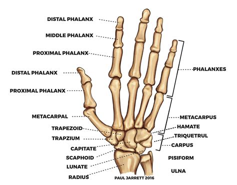 Hand Anatomy Anatomy Bones Wrist Anatomy