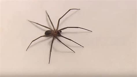 The Venomous Brown Recluse Spider is Now in Michigan