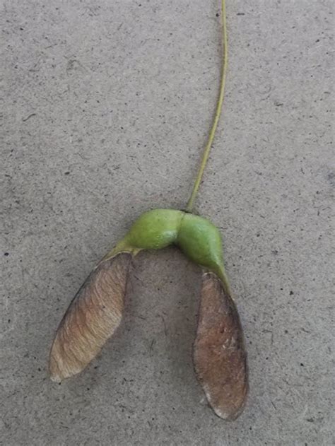 Check spelling or type a new query. Basic Tree | Tree Identification | Regional and Community ...