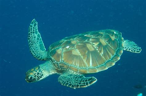 Greenback Sea Turtle | Turtle, Sea turtle, Green sea turtle