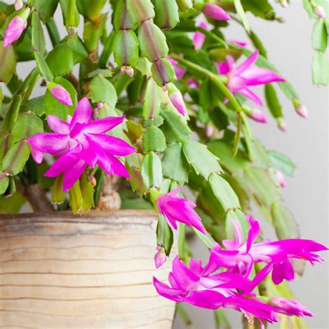 Tips For Caring For Your Christmas Cactus Taste Of Home