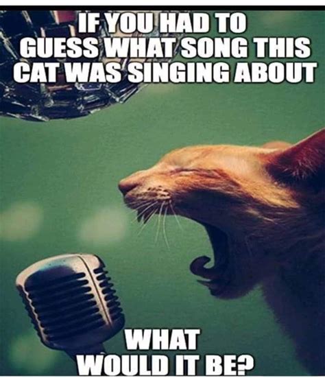 Pin By Larry Parker On Funny Music In 2020 Music Humor Kittens