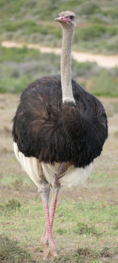 Does An Ostrich Bury Its Head In The Sand About Wild Animals