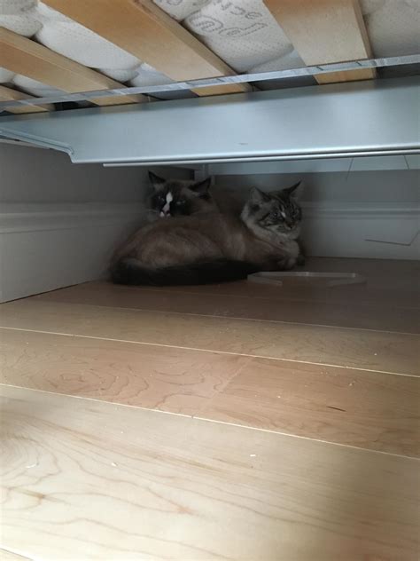 My cats are so protective of each other. (We just moved) : r/cats