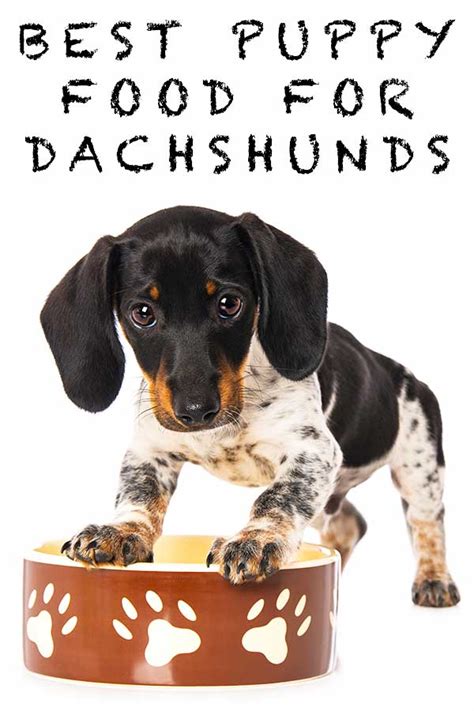 Best Dog Food For Dachshund Puppies Property And Real Estate For Rent
