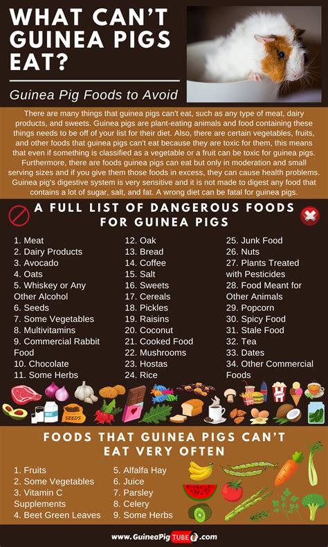 Okay so we've talked about the human food that guinea pigs can eat, so to wrap it up, we'll talk a little about other types of foods guinea pigs can eat. Pin on Guinea Pig Food and Diet