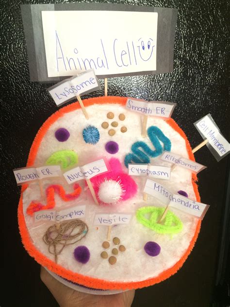 Pin By Azdehar Al On Animal Cell Project Plant Cell Project Animal
