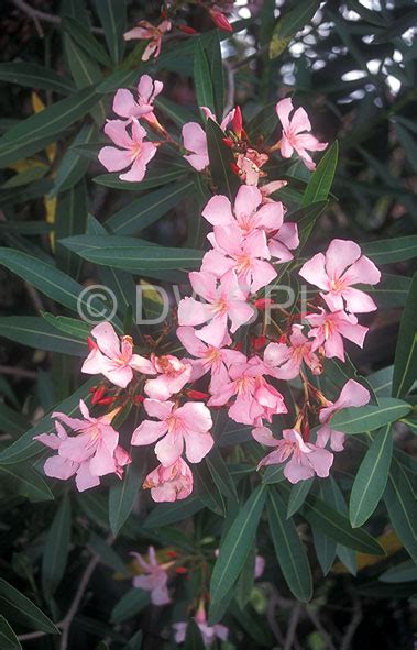 A Royalty Free Image Of Nerium Oleander Punctatum