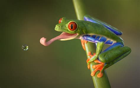 Red Eyed Tree Frog Facts Habitat Lifespan Diet Pictures