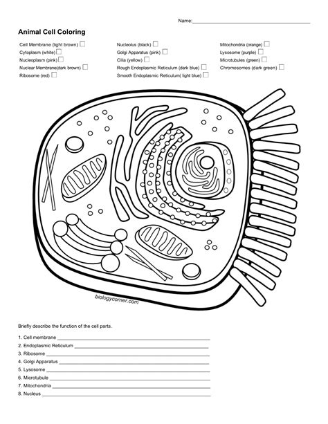 Animal Cell Diagram Coloring