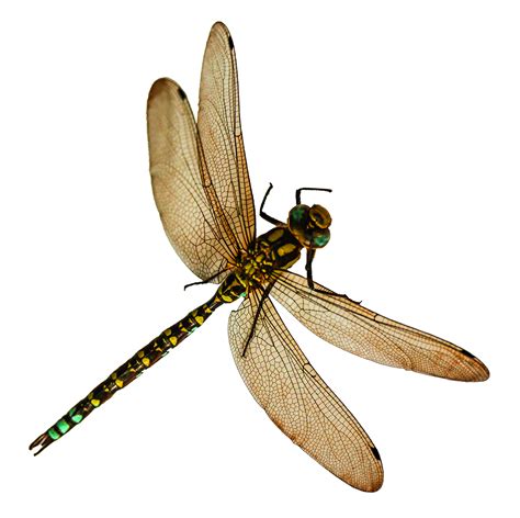 Dragonfly Png Image For Free Download