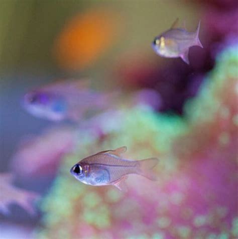20 Small Saltwater Aquarium Fish For A Spectacular Nano Tank
