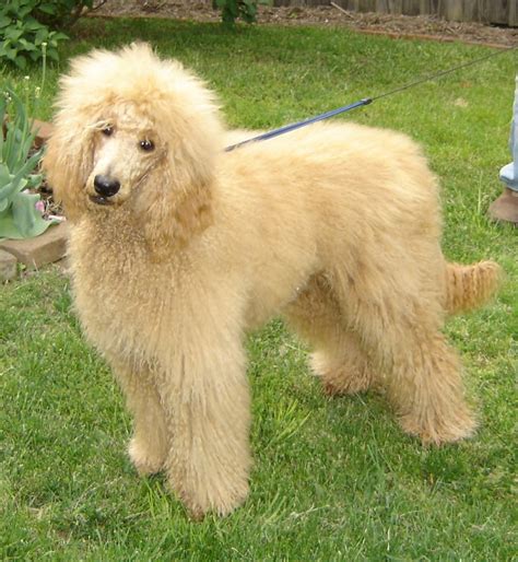 Serving as or conforming to an established or accepted measurement or value: Poodle Dog Characteristics, Temperament, Grooming and ...