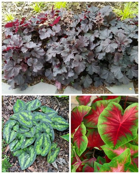 Brunnera Jack Frost Companion Plants Holiday Hours
