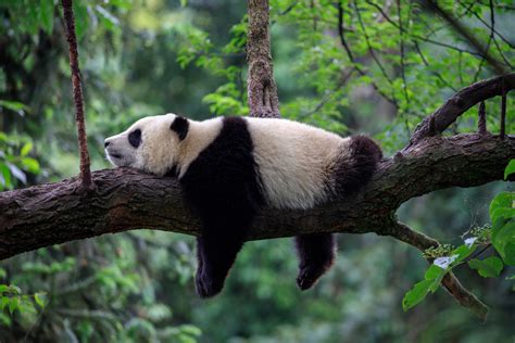 Panda Diplomacy Chinas Unique Soft Power Initiative Dao Insights
