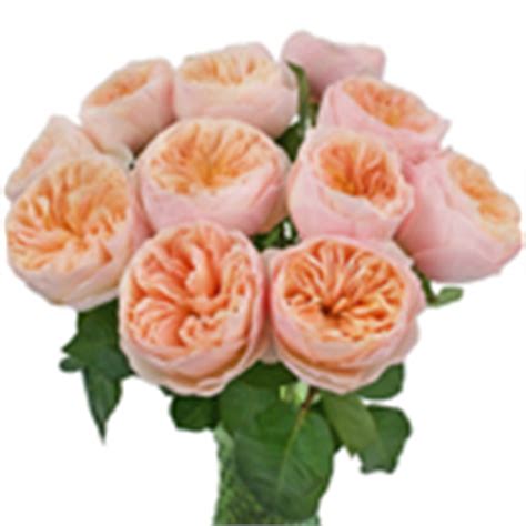 David austin patience white garden roses is a fragrant white variety with rich english accents that makes a perfect complement to bouquets, centerpieces, and other floral arrangements. David Austin Rose Peach Juliet Ausgameson