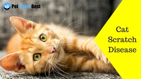 Cat Scratch Disease Causes Symptoms And Prevention Pet Loves Best