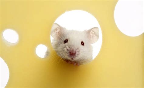 Make a pest a pet has been added to your cart. The Cheesy Truth About Rodent Bait