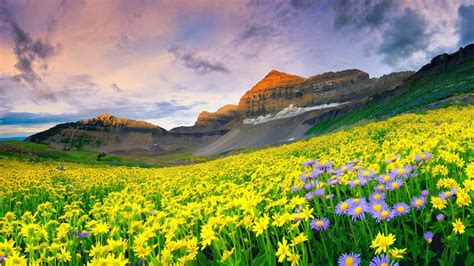 Beautiful Landscape Spring Meadow With Yellow And Purple Flowers Rocky Mountain Peaks Sky With