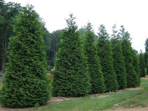 Thuja Green Giant Arborvitae 6 12 Tall 25 Pot Etsy