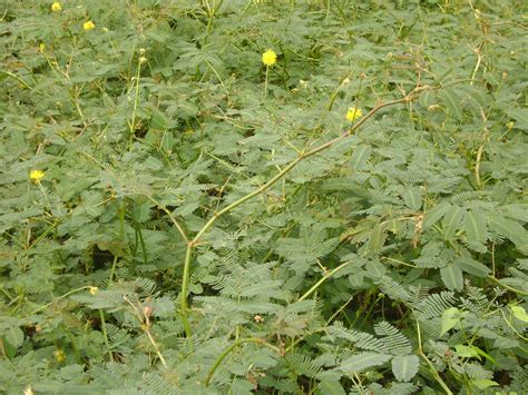 Tumbuhan langka di dunia 1 welwitschia mirabilis adalah sebuah tumbuhan yang hidup di daerah naimbia. IMPIAN MURNI: KENALI YANG DAH SEMAKIN PUPUS