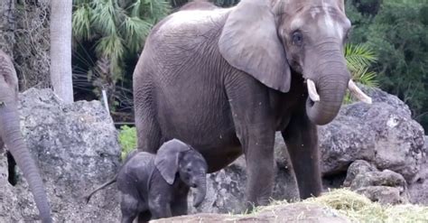 Meet The Adorable Newborn Elephant That Just Joined Disneys Herd