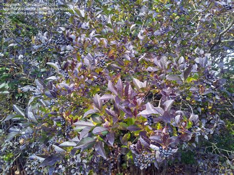 Plant Identification Closed Shrub Id Purple Leavesblack Berries 2