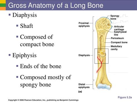 Gross Anatomy Of Bone