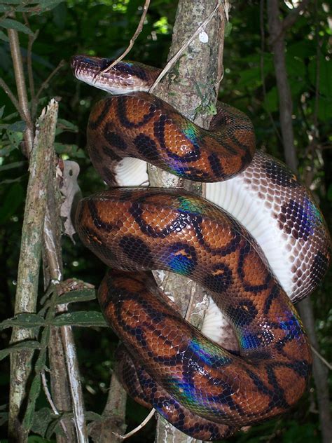 Rainbow Boa Facts And Pictures