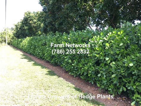 Florida Hedge Plants Plants Fa