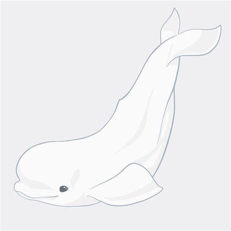 Beluga Whale Cartoon Drawing