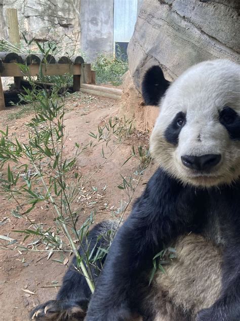 Panda Updates Friday January 21 Zoo Atlanta