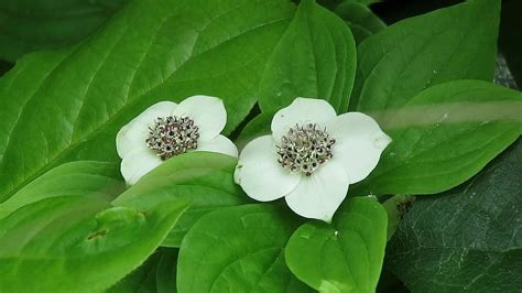 Dwarf Dogwood / Bunchberry Flowers (Cornus canadensis) - YouTube