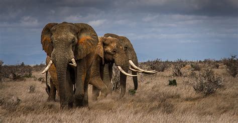 African Elephants Now Listed As Endangered And Critically Endangered