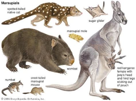 Placental Mammals Examples - Pets Lovers